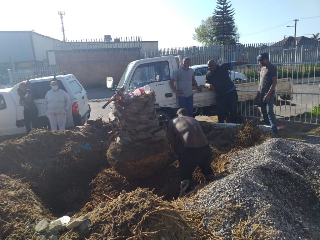 stump removal in durbanville