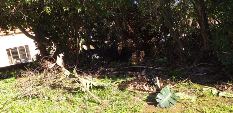 Bush cleaning and palm tree felling