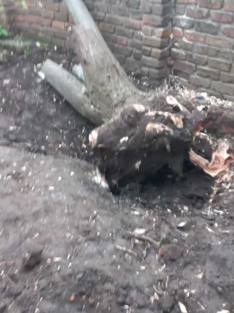 Stump removal cape town