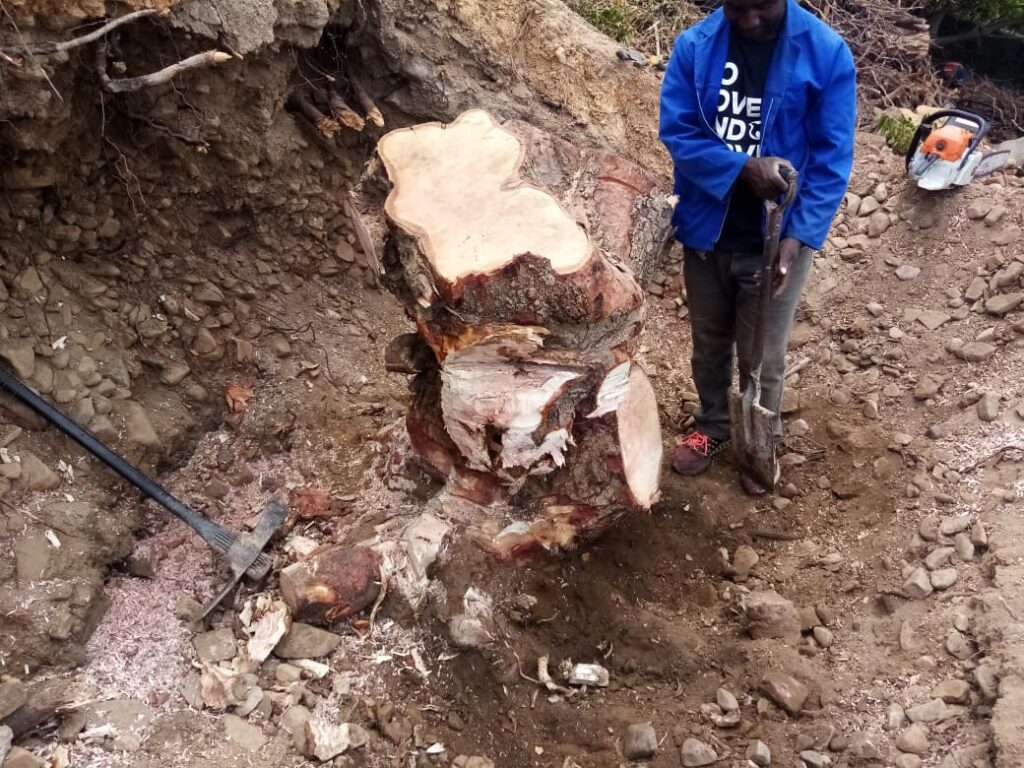 tree and stump removal in cape town