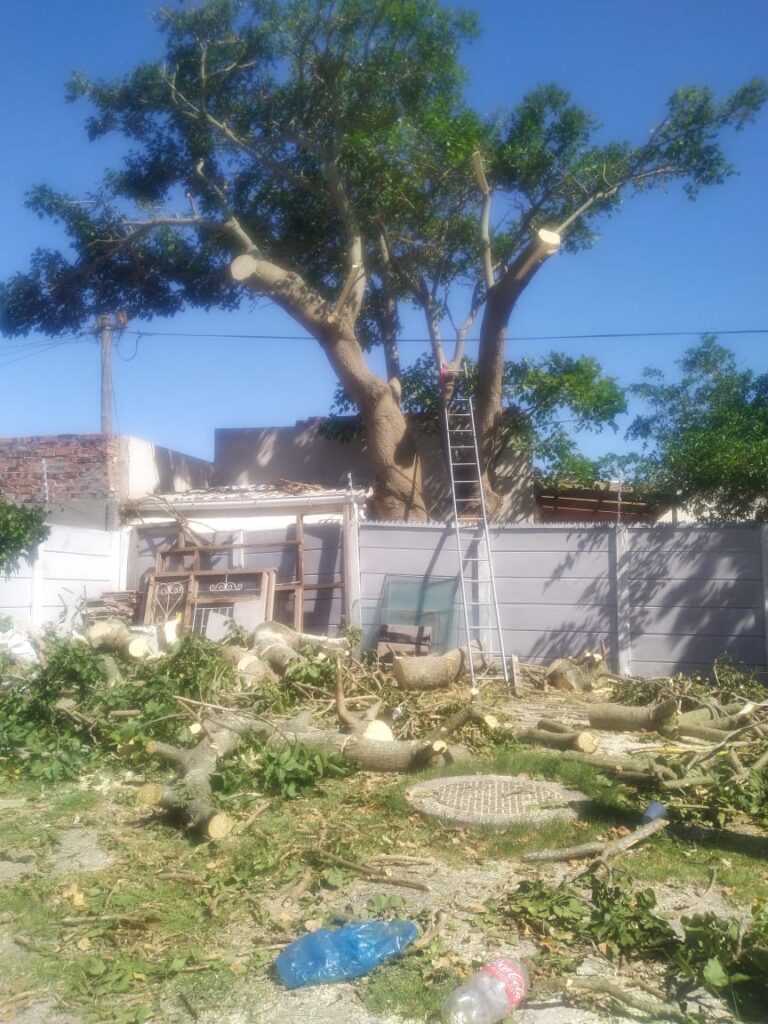 tree trimming durbanville