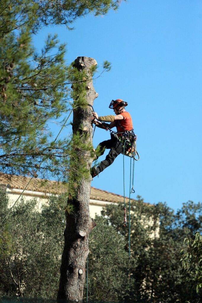 tree felling durbanville,cape town