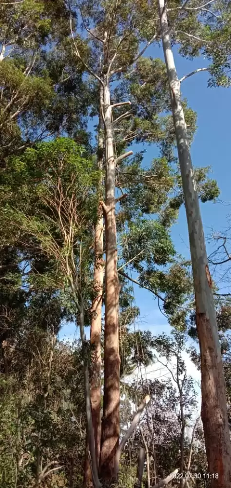 tree felling in george,garden route