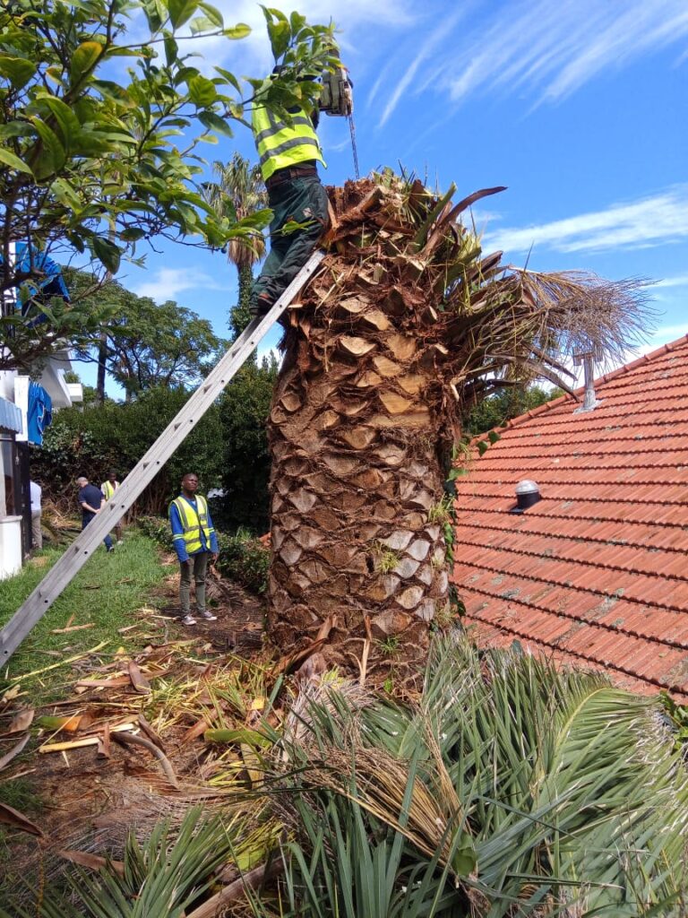 palm tree felling in belville,cape town