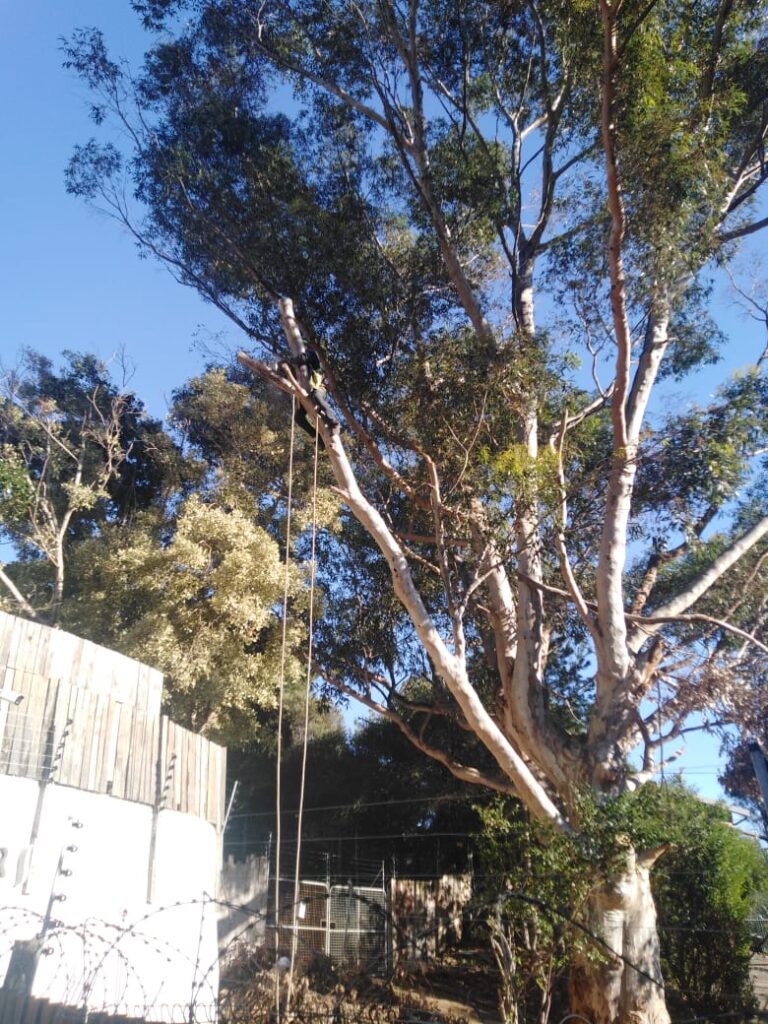 tree trimming hermanus