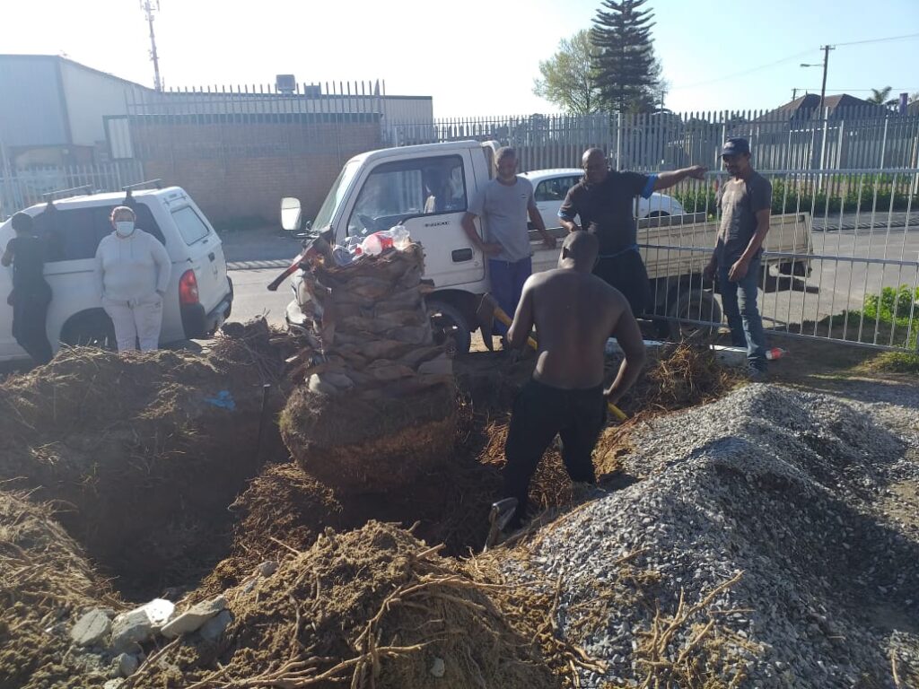 stump removal and grinding paarl