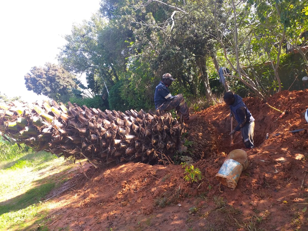tree cutting and removal hermanus