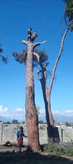 tree felling in garden route