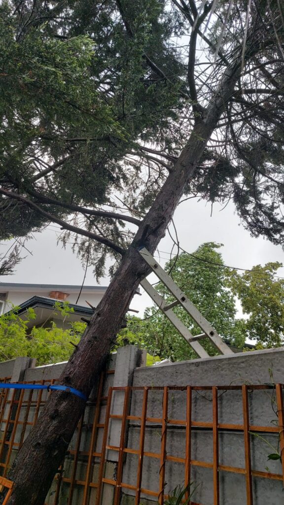 emergency tree felling paarl