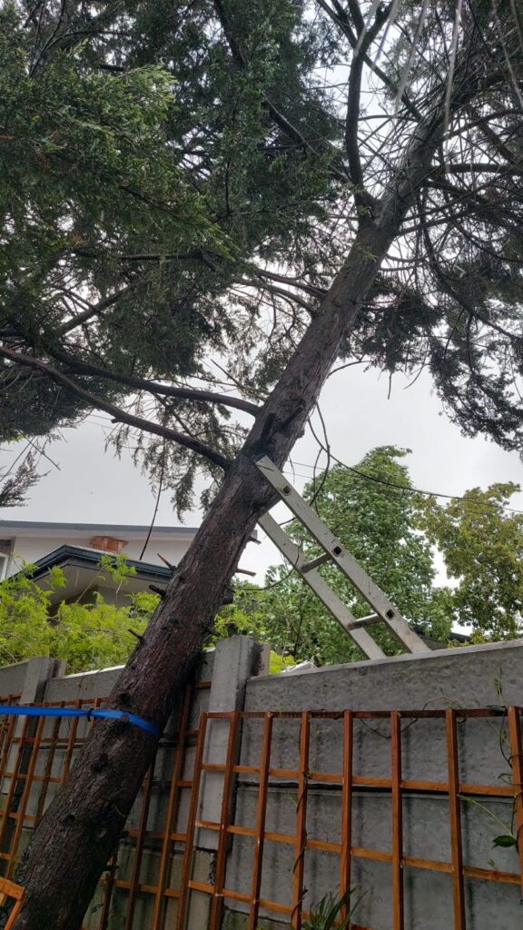 emergency tree felling in Hermanus
