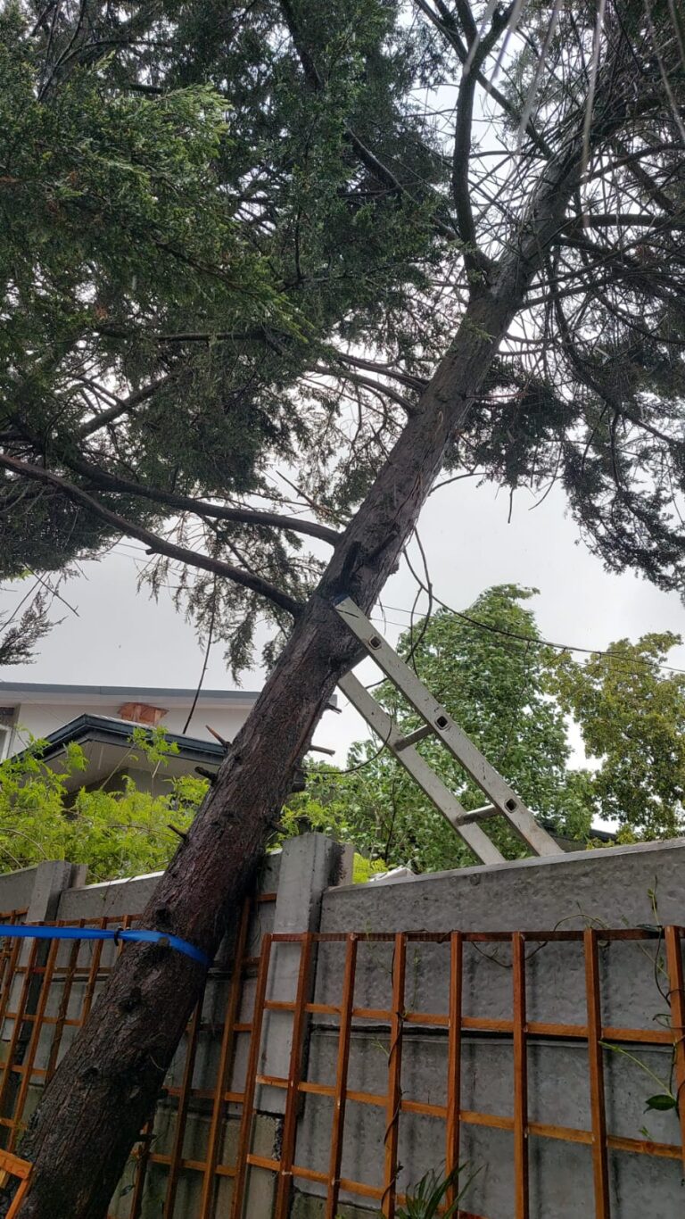 affordable emergency tree felling in garden route