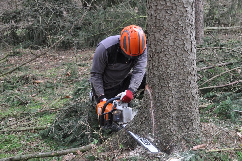 tree felling in paarl,cape town