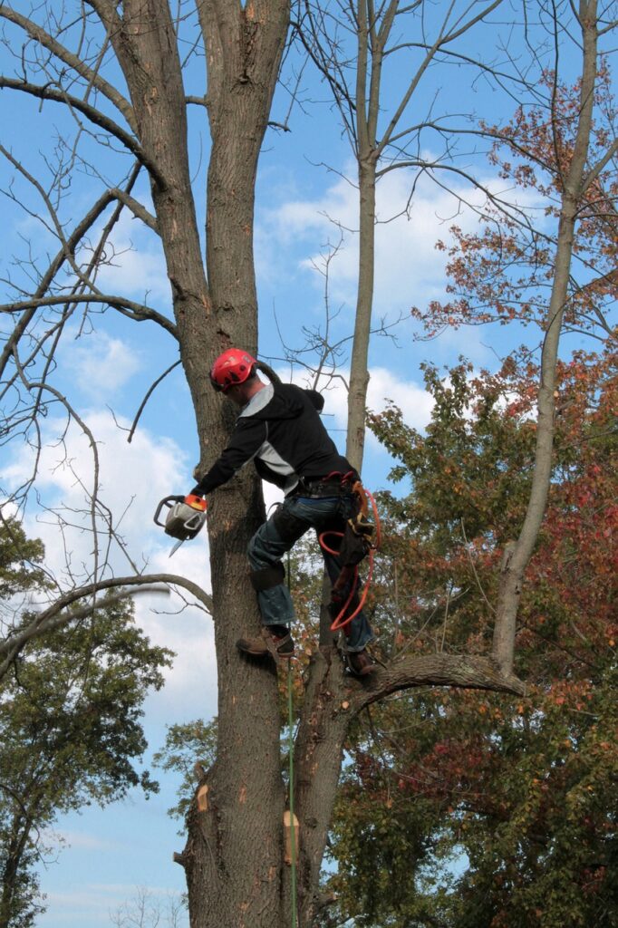 tree trimming in hermanus
