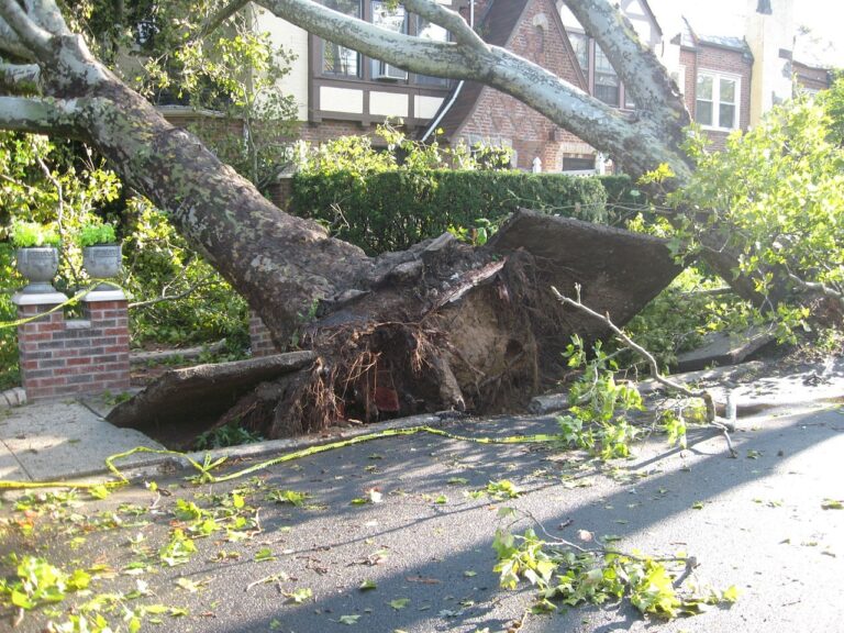 tree felling in durbanville