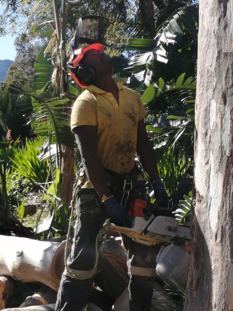 tree felling in bergvliet