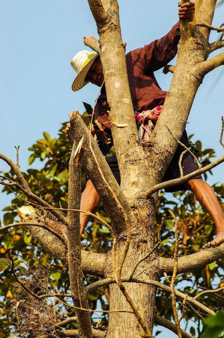 tree felling in constantia