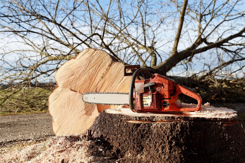 tree felling in rondebosch