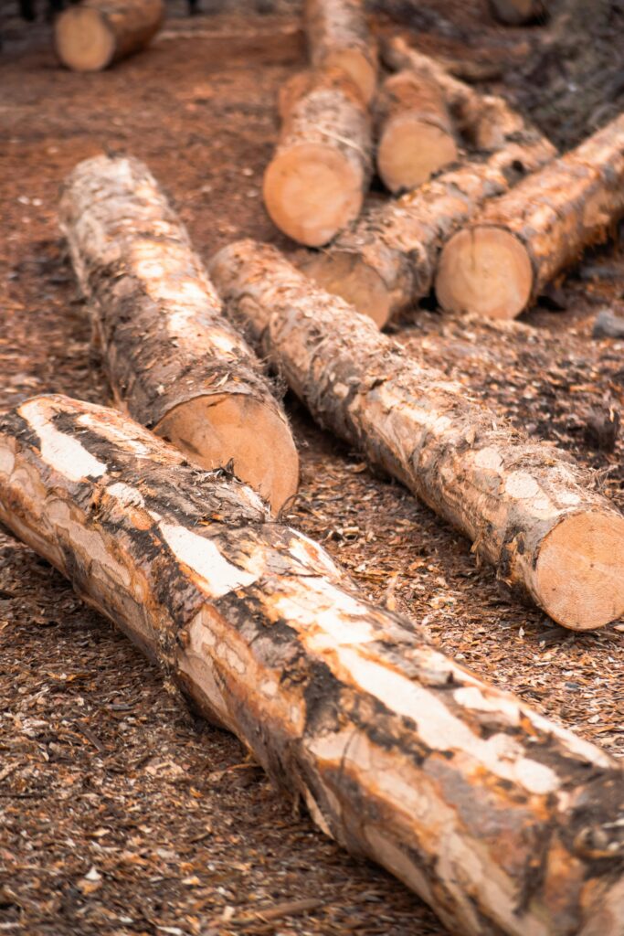 tree felling in constantia