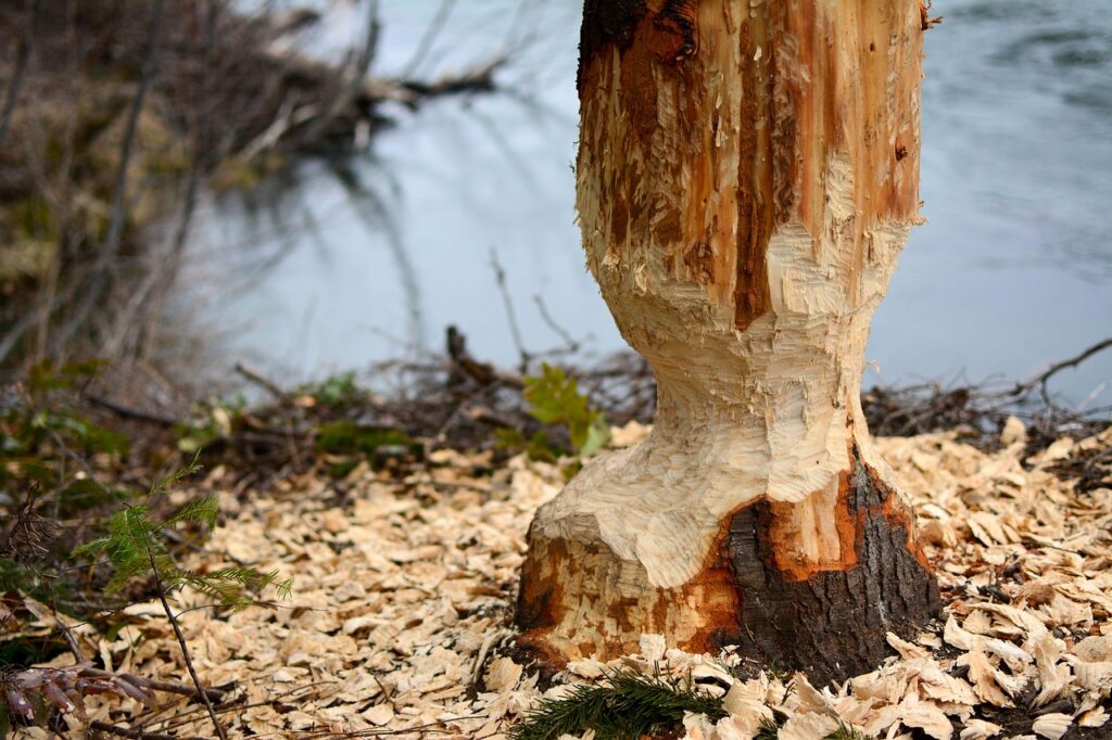 tree felling in wynberg