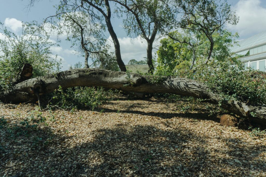tree felling in newlands