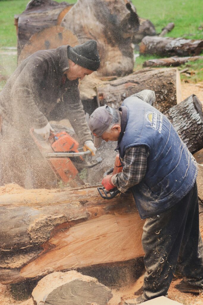 tree felling in newlands