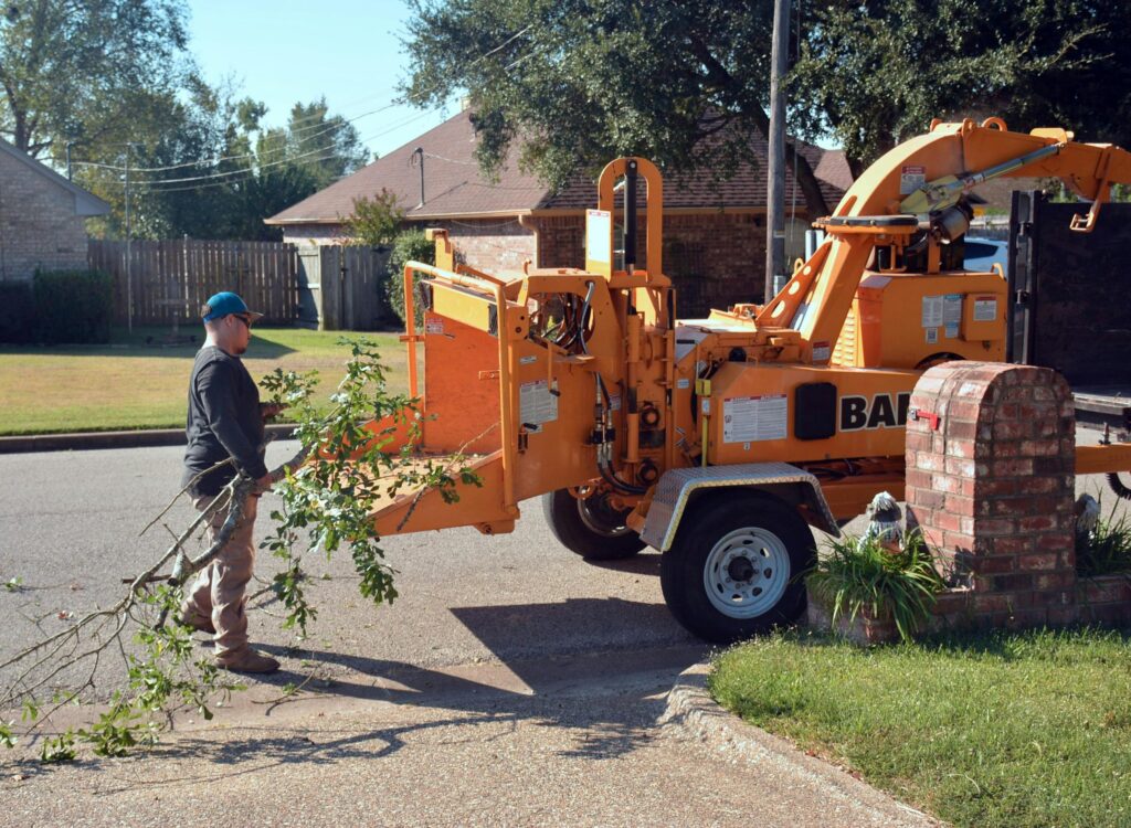 tree felling in wynberg