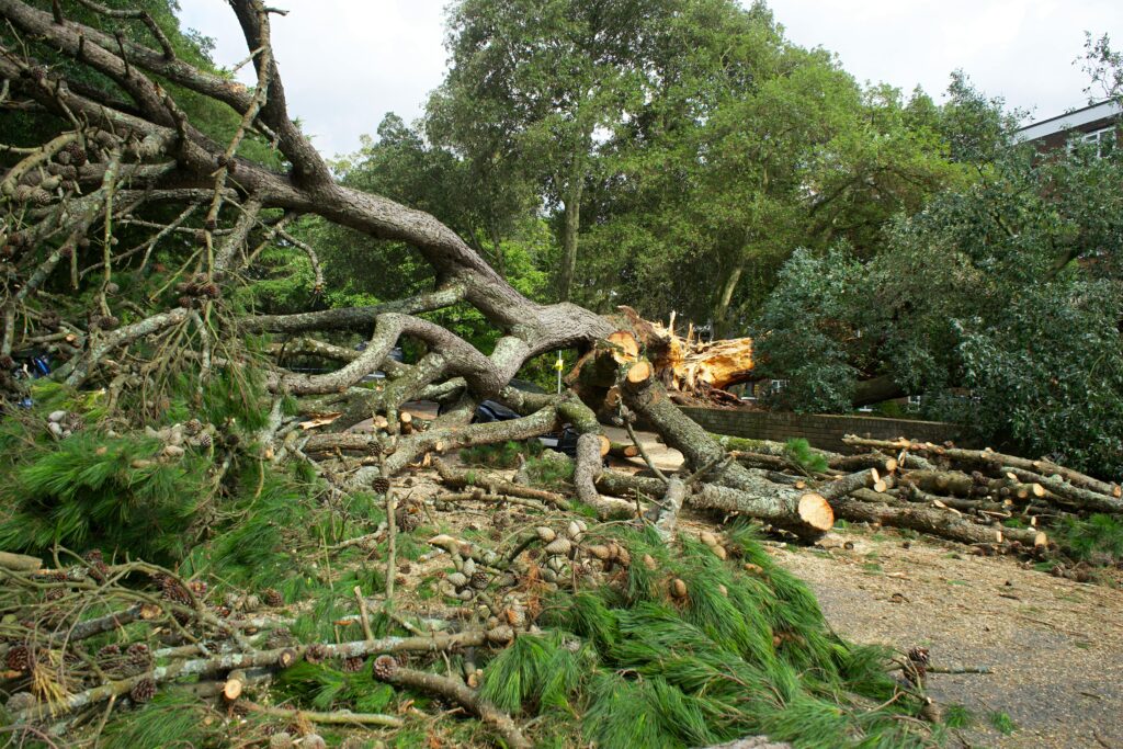 tree felling in bishopscourt