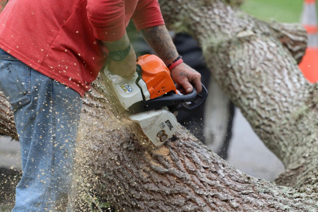 tree felling in claremont