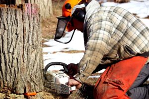 tree felling in heathfield