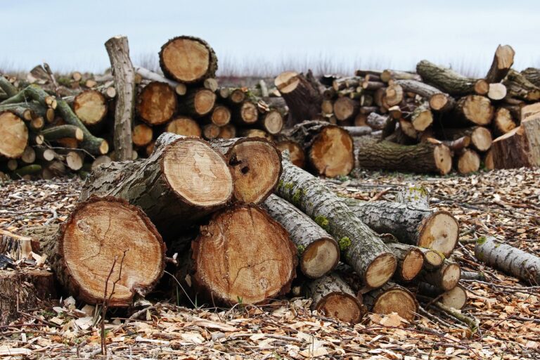 tree felling in steenberg