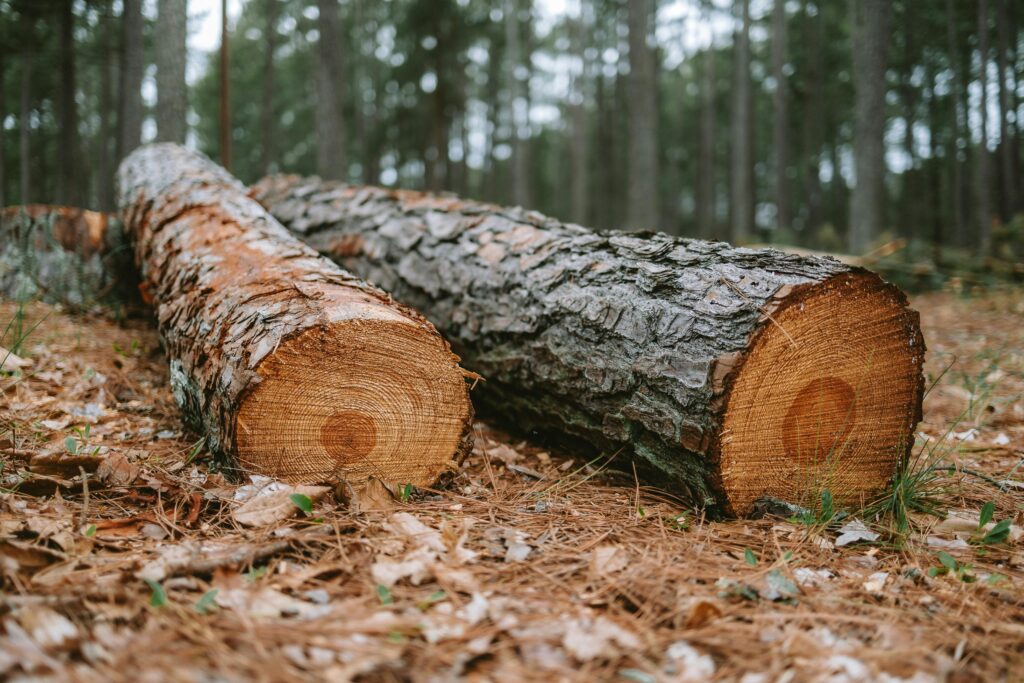 tree felling in heathfield