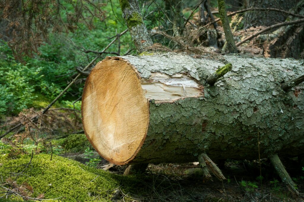 tree felling in muizenberg