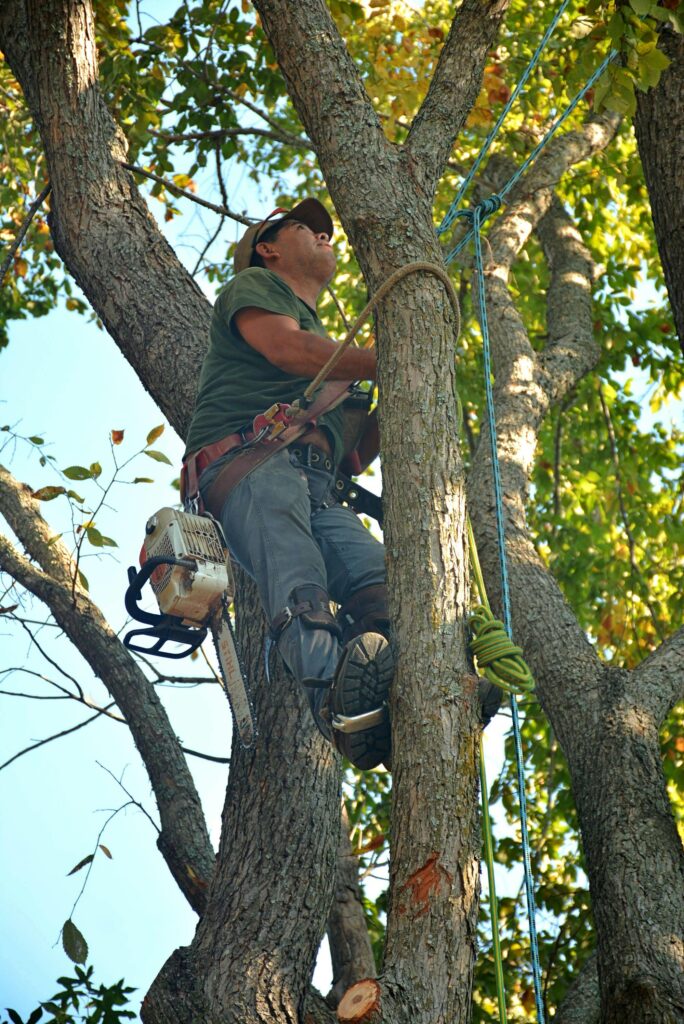 tree felling in meadowridge