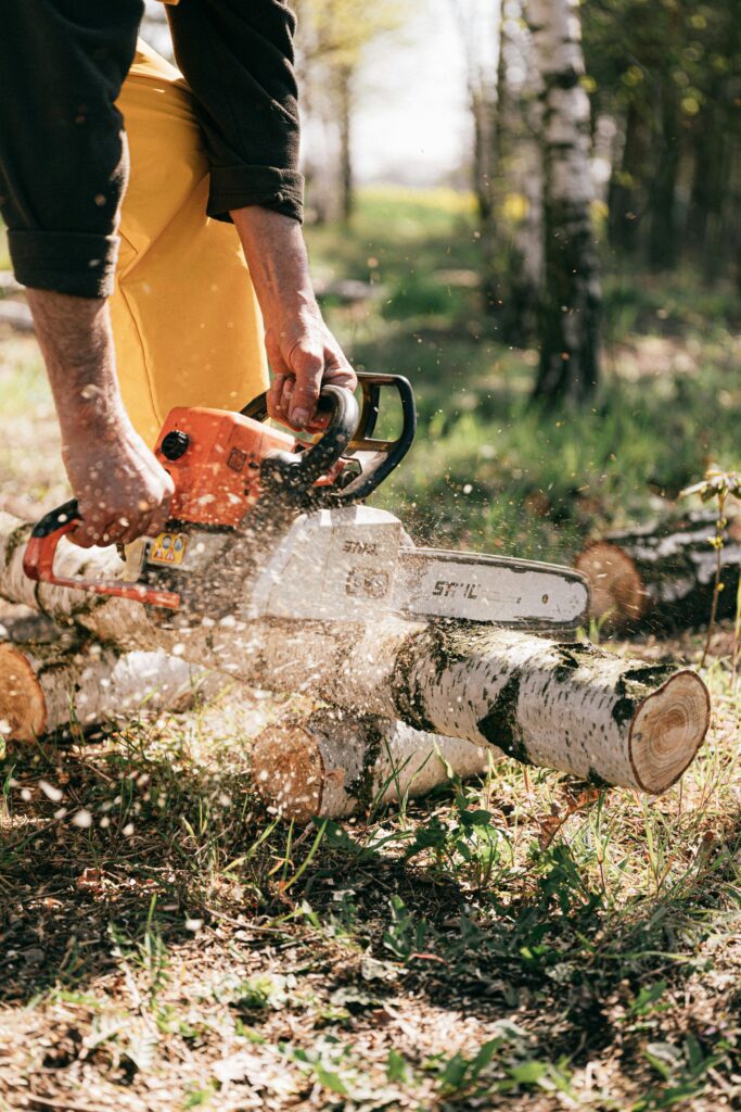 tree felling in muizenberg