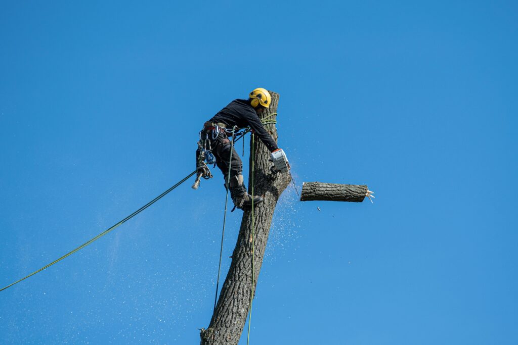 tree felling in heathfield