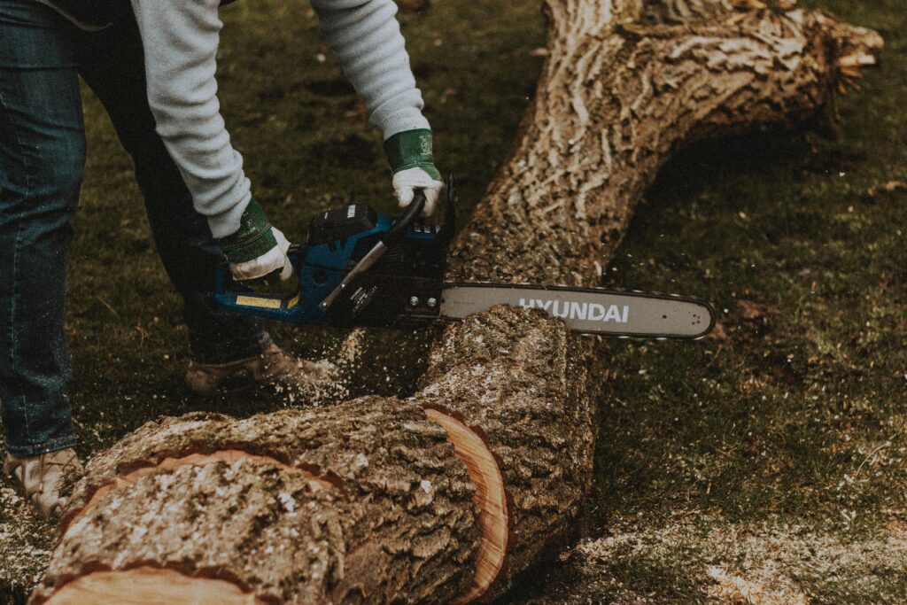 tree felling in steenberg