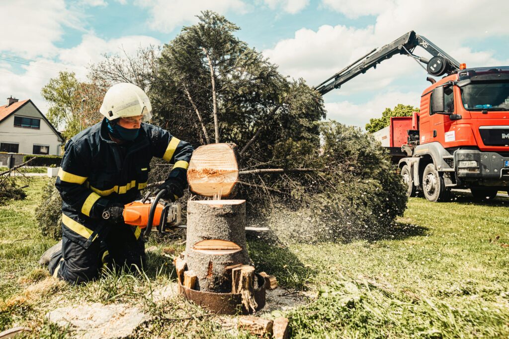 tree felling in steenberg